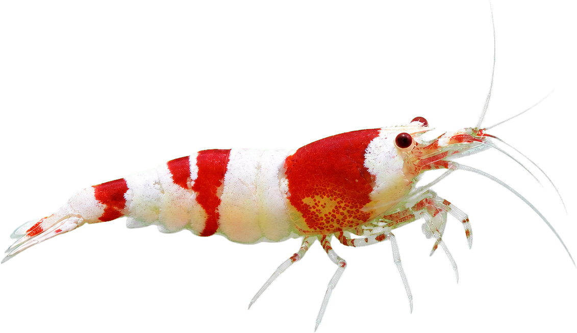 Crystal Red Shrimp — the caridina strain the benchmark colonies are graded on